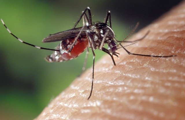 Mygga som suger blod från en människa.