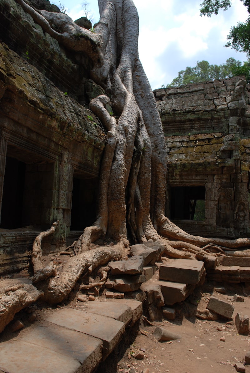 Bild från Ta Prohm i Angkor i Kambodja.