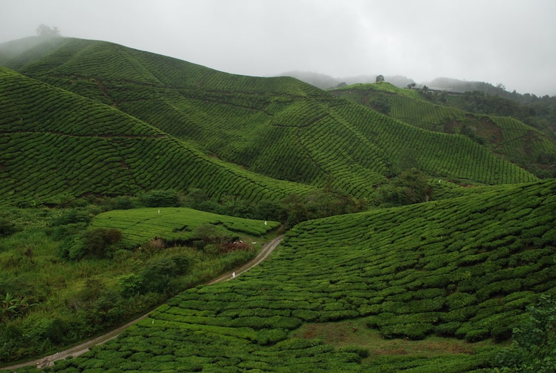 Bild från Cameron Highlands i Malaysia.